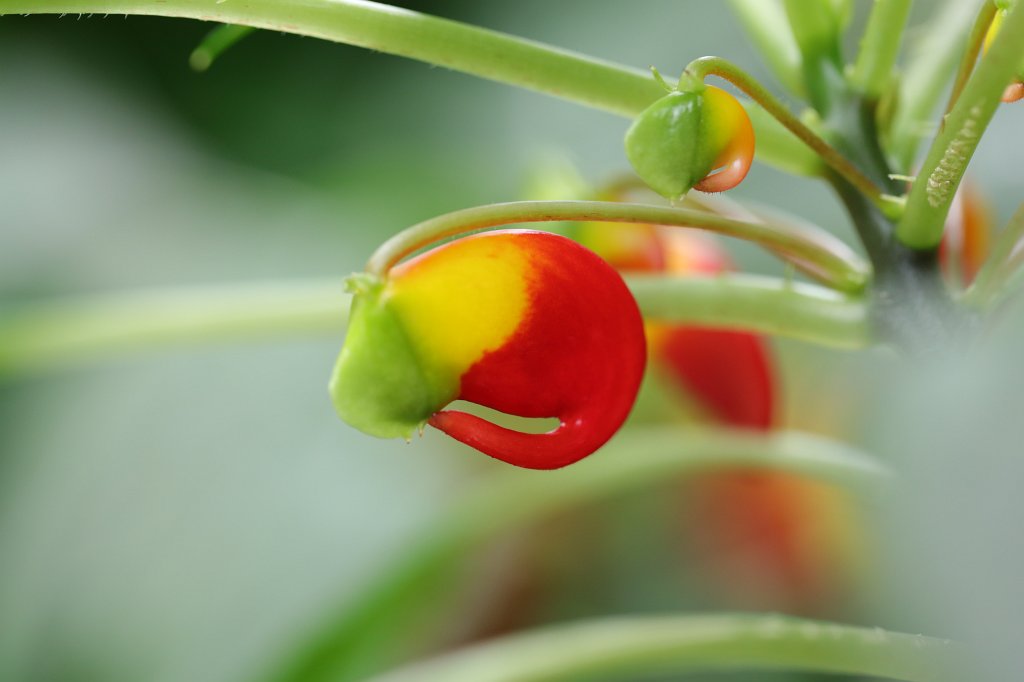 574A4577.JPG -  Impatiens niamniamensis 