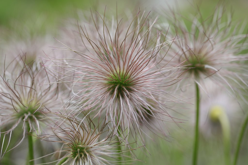 574A4583.JPG -  Pulsatilla  ( Kuhschelle )