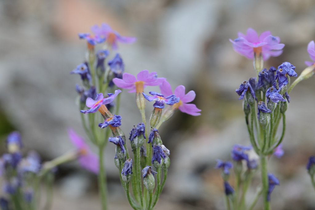 574A4599.JPG - Flower in the  Palmengarten  in  Frankfurt 