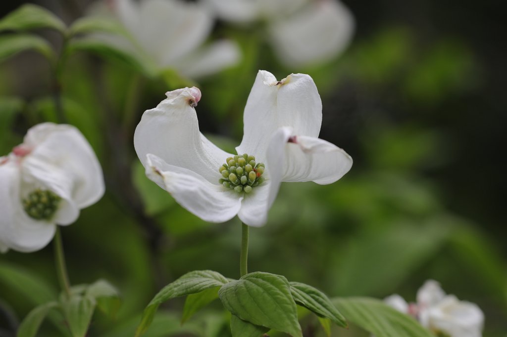 574A4639.JPG - Flower in the  Palmengarten  in  Frankfurt 