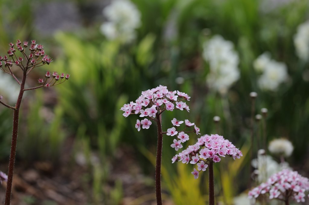 574A4640.JPG - Flower in the  Palmengarten  in  Frankfurt 