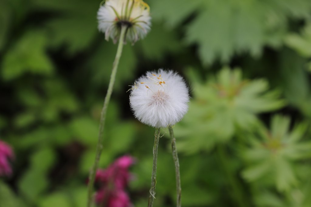 574A4641.JPG - Flower in the  Palmengarten  in  Frankfurt 