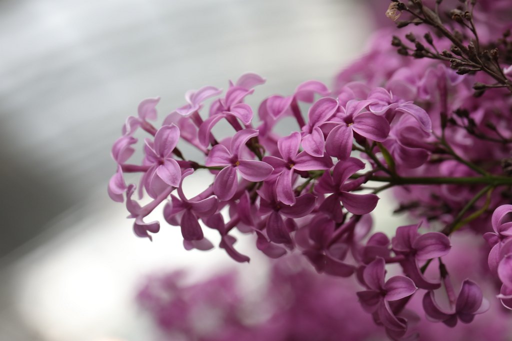 574A4648.JPG -  Lilac  ( Flieder )