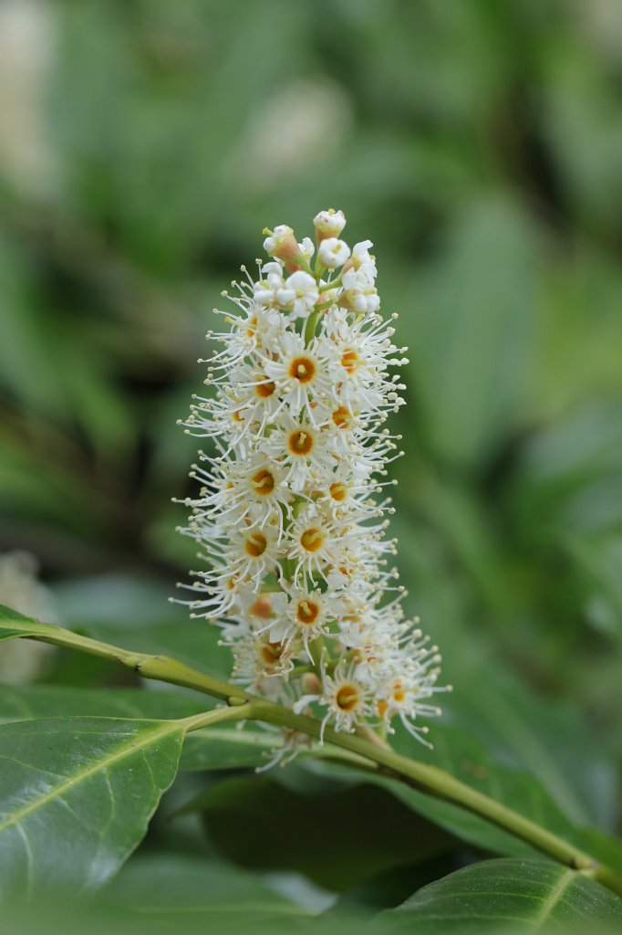 574A4660.JPG - Flower in the  Palmengarten  in  Frankfurt 