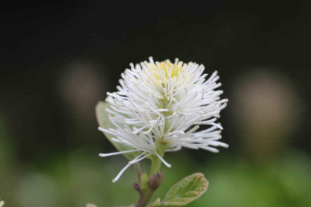 574A4669.JPG -  Fothergilla gardenii  ( Erlenblättriger Federbuschstrauch )
