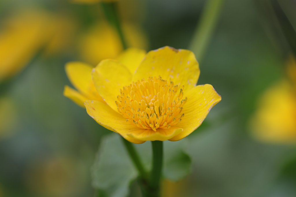 574A4675.JPG -  Caltha palustris  ( Sumpfdotterblume )