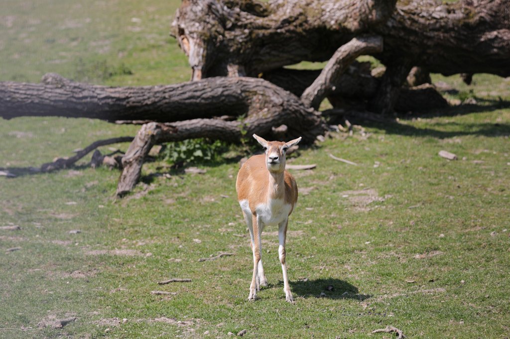 574A4721.JPG -  Blackbuck  ( Hirschziegenantilope )