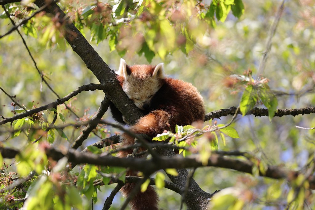 574A4734.JPG -  Red panda  ( Kleiner Panda )