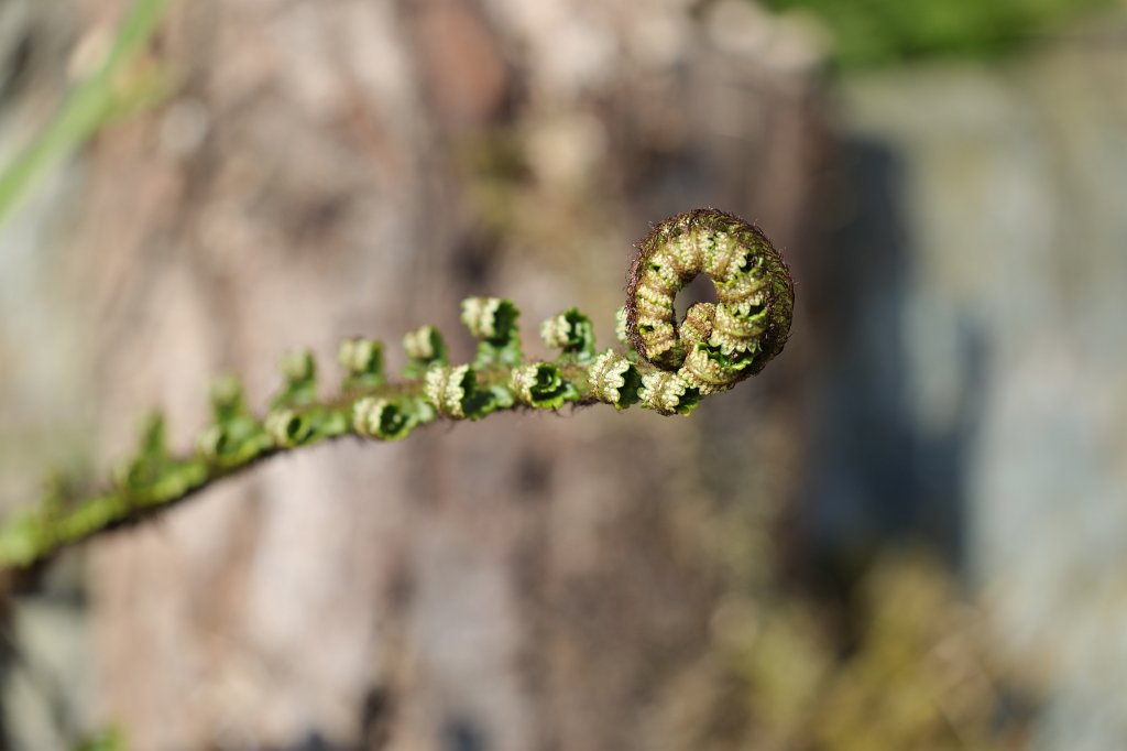 574A4833.JPG - Fern (Farn)