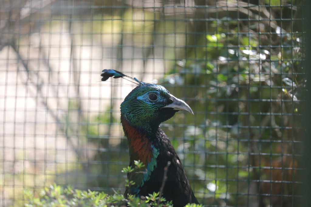 574A4840.JPG -  Himalayan monal  ( Himalaya-Glanzfasan )
