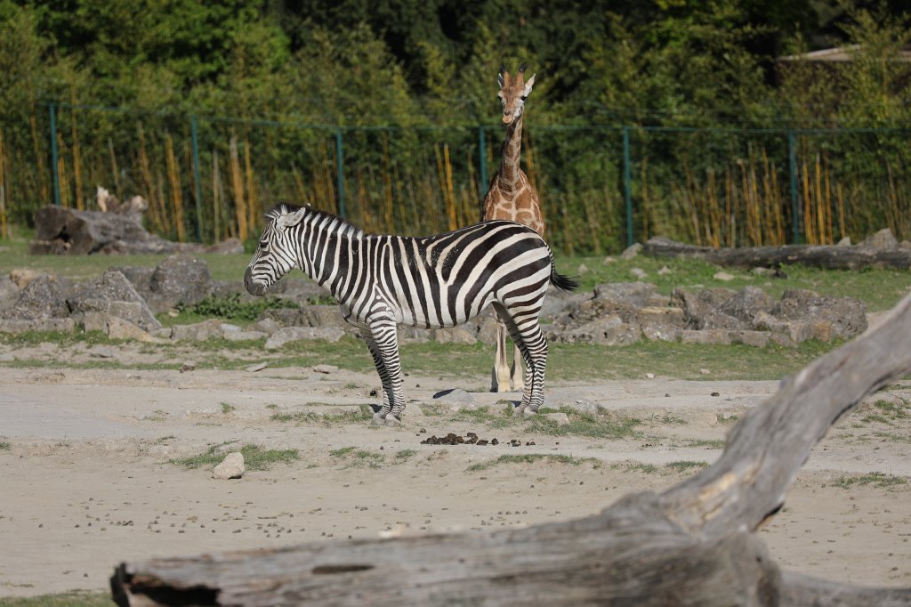 574A4928.JPG -  Grant's zebra  ( Böhm-Zebra )