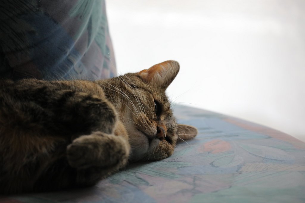 574A4480.JPG - Cat on the sofa