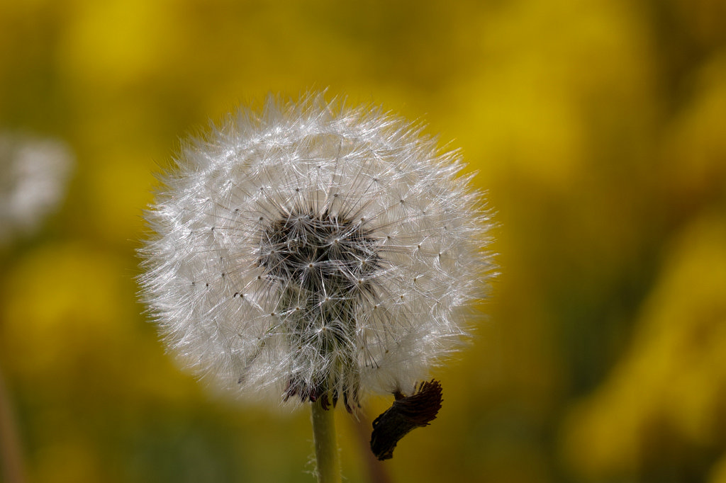 574A4702_c1.jpg - Pusteblume
