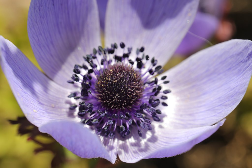 574A4710.JPG -  Anemone  ( Windröschen )