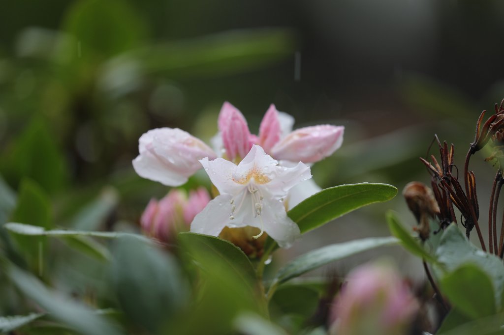 574A5014.JPG -  Rhododendron  ( Rhododendron )