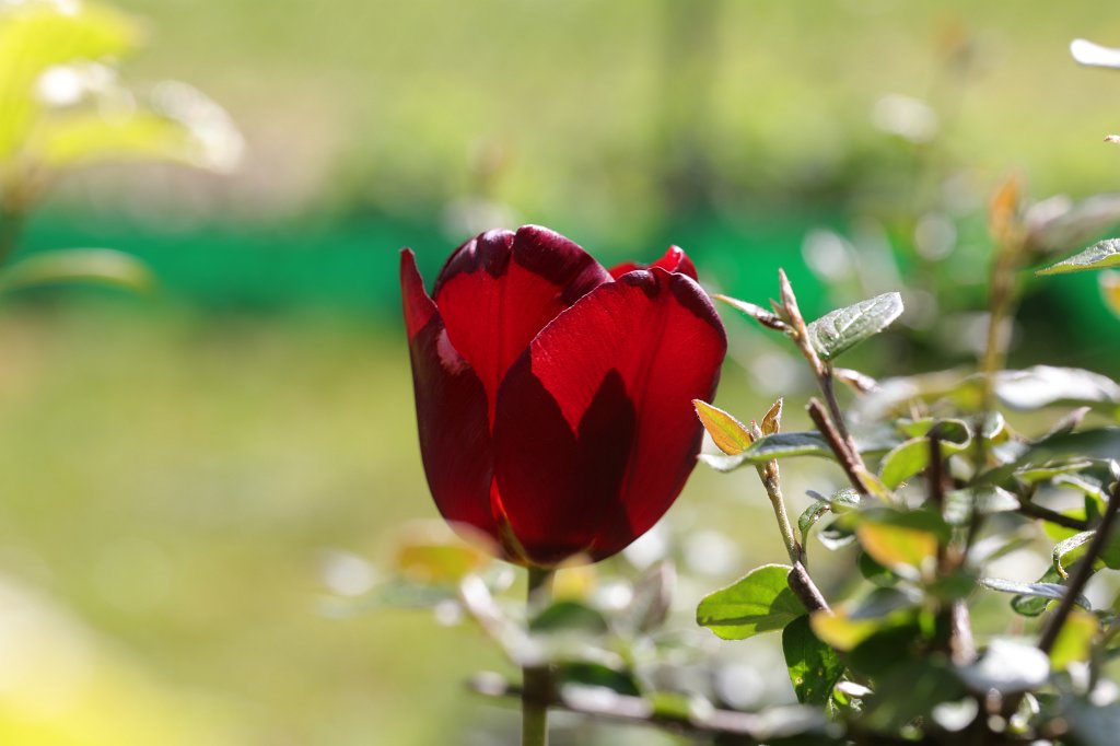 574A5030.JPG -  Tulip  ( Tulpe )