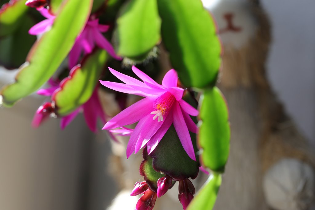 574A5049.JPG - Cactus flower