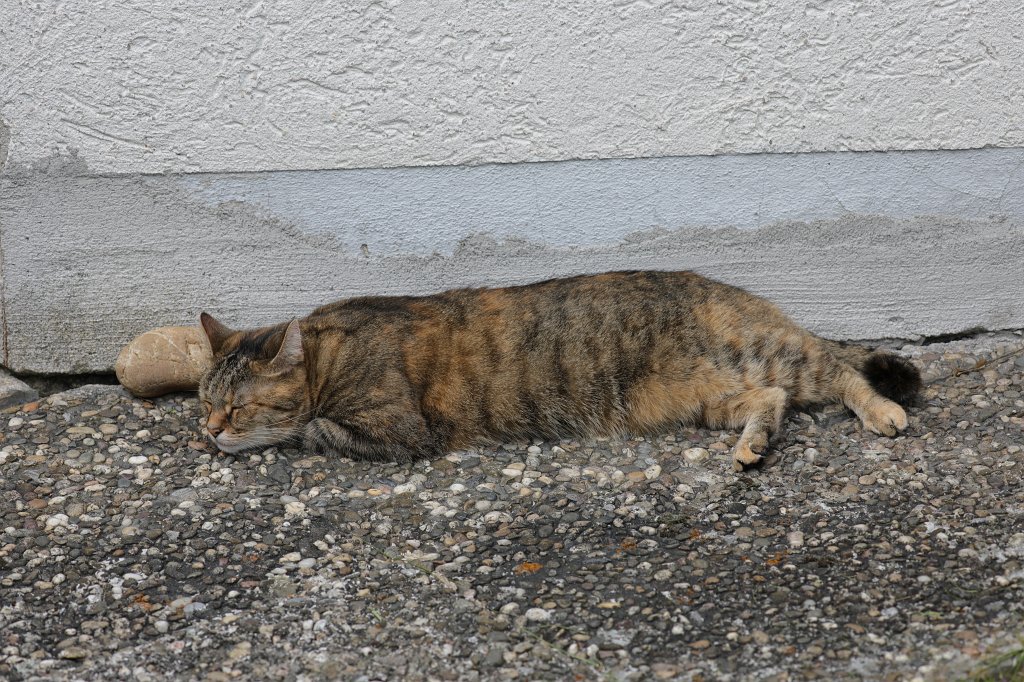 574A5069.JPG - Neighbours cat Emily