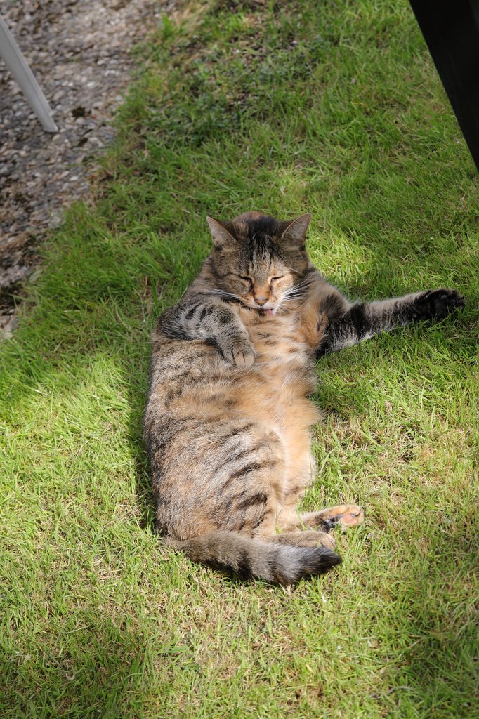 574A5081.JPG - Neighbours cat Emily