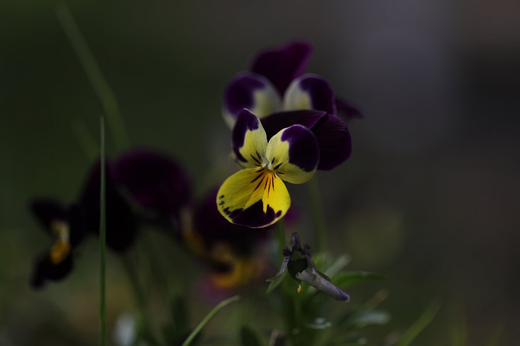 574A5089.JPG -  Pansy  ( Stiefmütterchen )