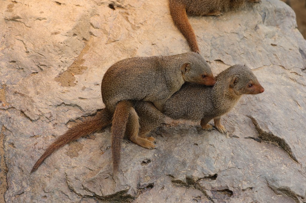 574A5435.JPG -  Dwarf mongoose  ( Zwergmangusten )