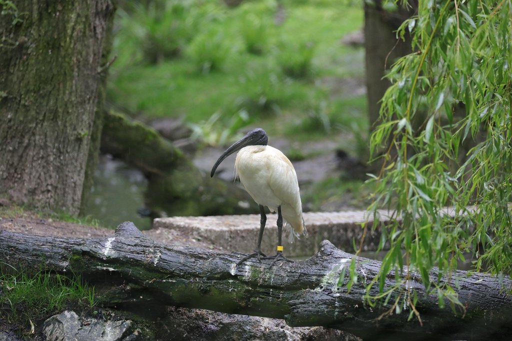 574A5486.JPG -  Black-headed ibis  ( Schwarzkopfibis )