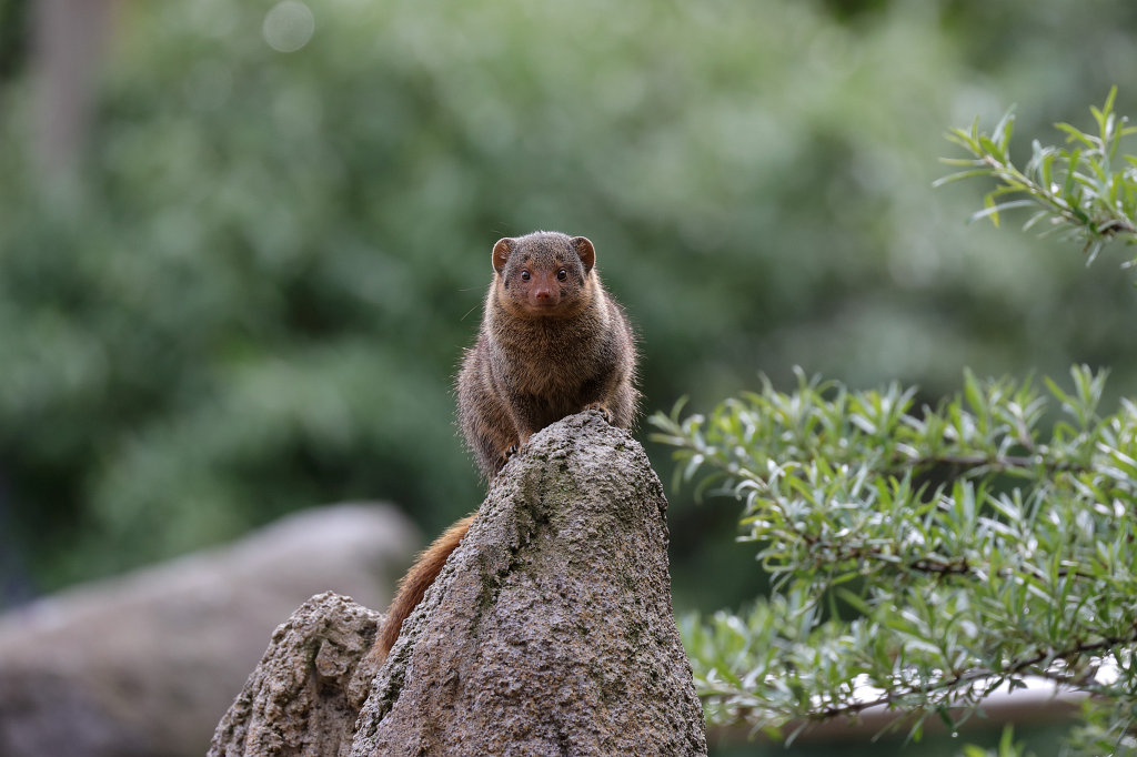 574A5548_c.jpg -  Dwarf mongoose  ( Zwergmanguste )