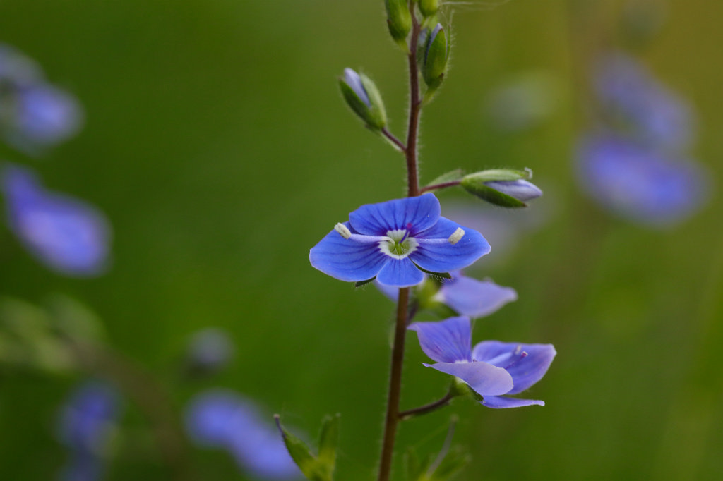 574A5667_c1.jpg -  Veronica  ( Ehrenpreis )