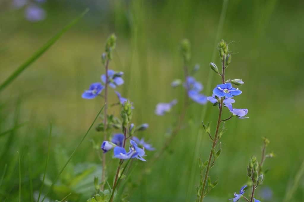 574A5668.JPG -  Veronica  ( Ehrenpreis )