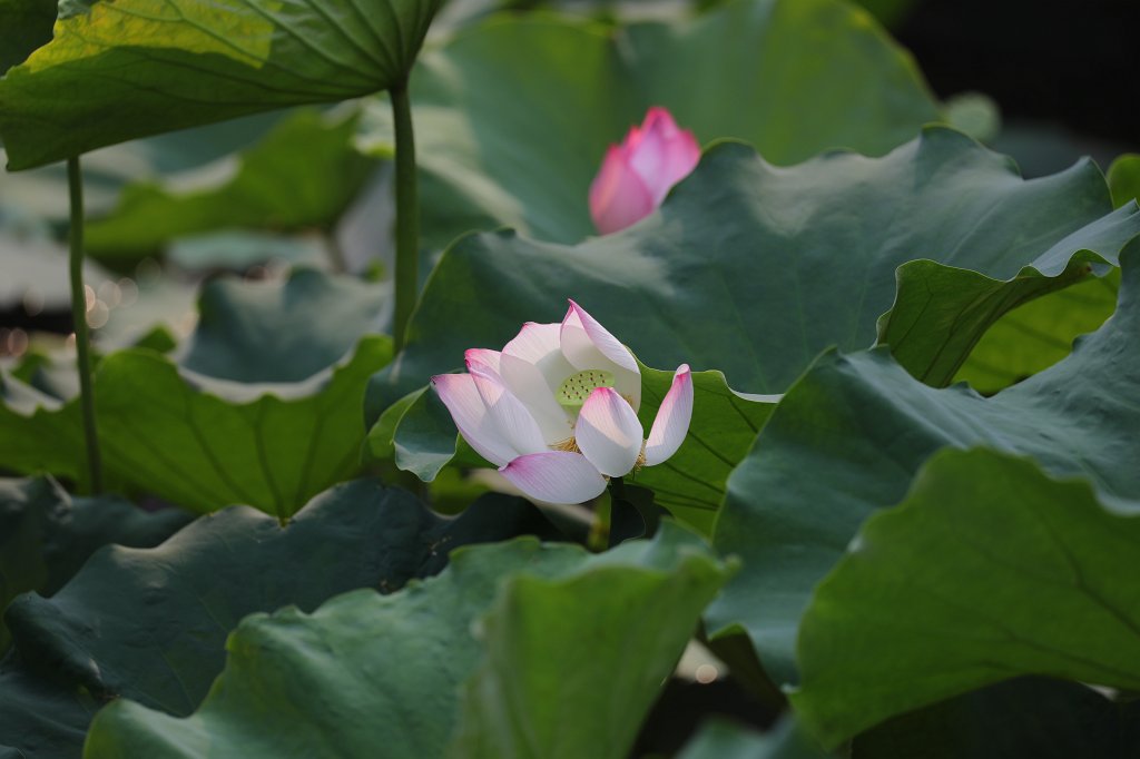 574A5814.JPG -  Temple of Literature  is a  Temple of Confucius  in  Hanoi  - Temple of Literature -  Lotus  pond