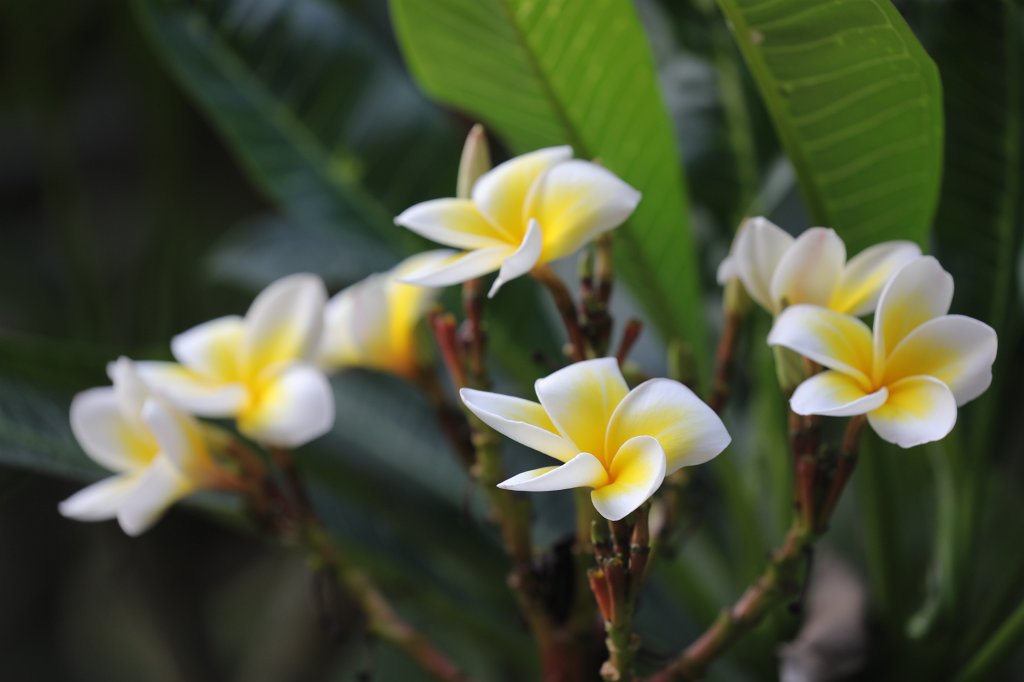 574A5882.JPG -  Temple of Literature  is a  Temple of Confucius  in  Hanoi  - Temple of Literature - Flowers