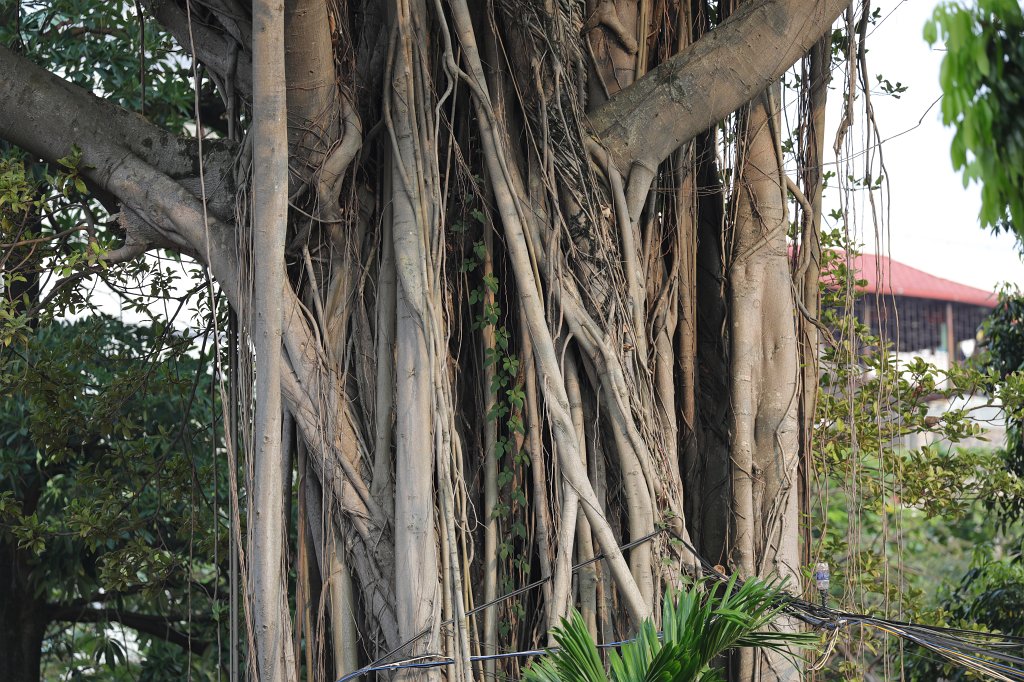 574A5884.JPG -  Temple of Literature  is a  Temple of Confucius  in  Hanoi  - Temple of Literature - Tree