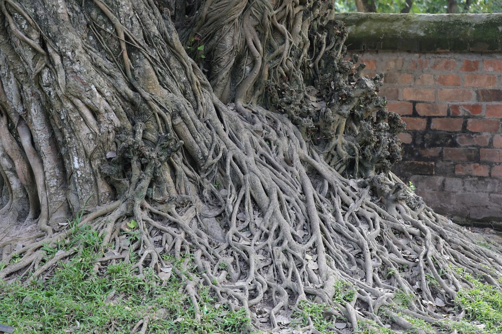 574A5915.JPG -  Temple of Literature  is a  Temple of Confucius  in  Hanoi  - Temple of Literature - Tree