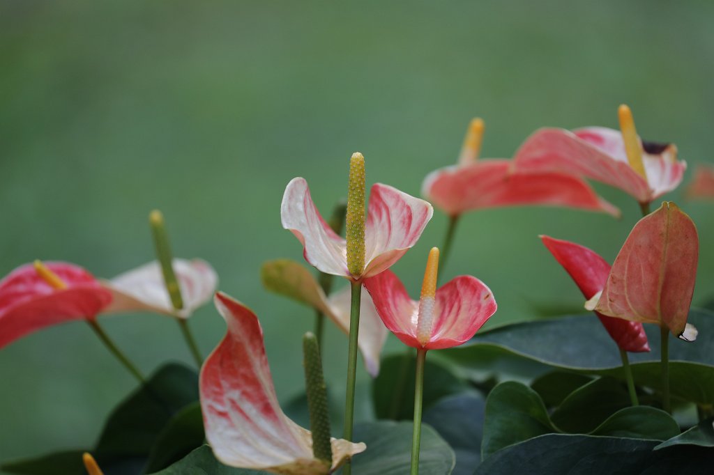 574A5924.JPG -  Temple of Literature  is a  Temple of Confucius  in  Hanoi  -  Flamingo flower 