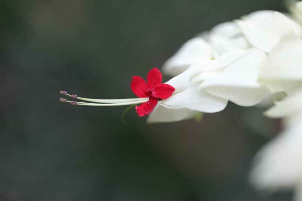 574A5938.JPG - Flower