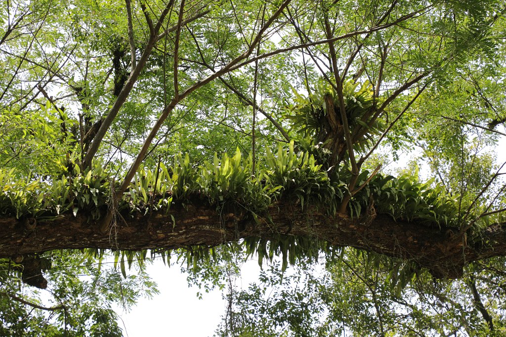 574A6629.JPG - Botanical Garden in Hanoi