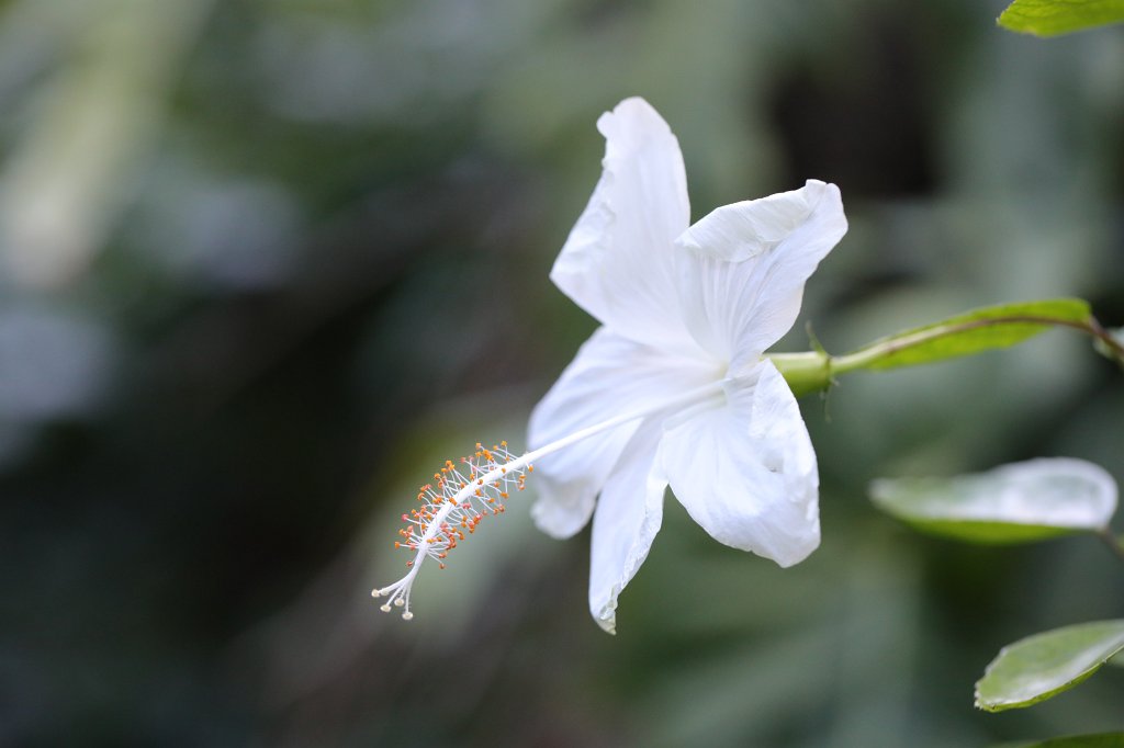 574A6989.JPG -  Hibiscus  ( Hibiskus )