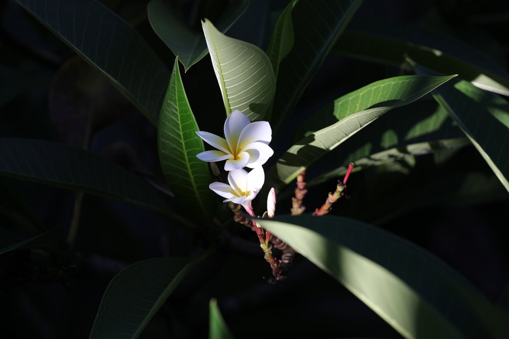 574A7014.JPG -  Plumeria 