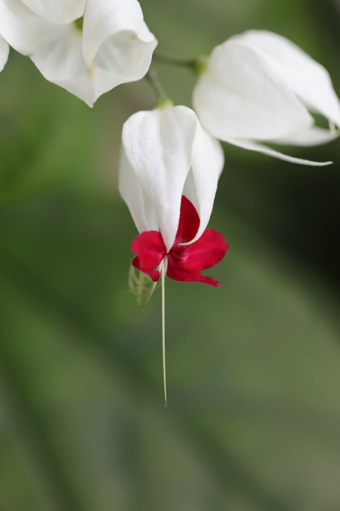 574A7049.JPG - Bleeding Heartwine ( Clerodendrum Thomsoniae )