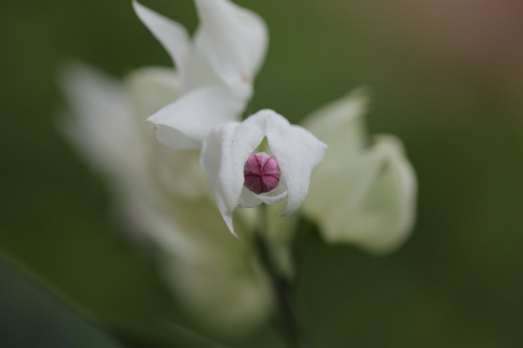 574A7050.JPG - Bleeding Heartwine ( Clerodendrum Thomsoniae )