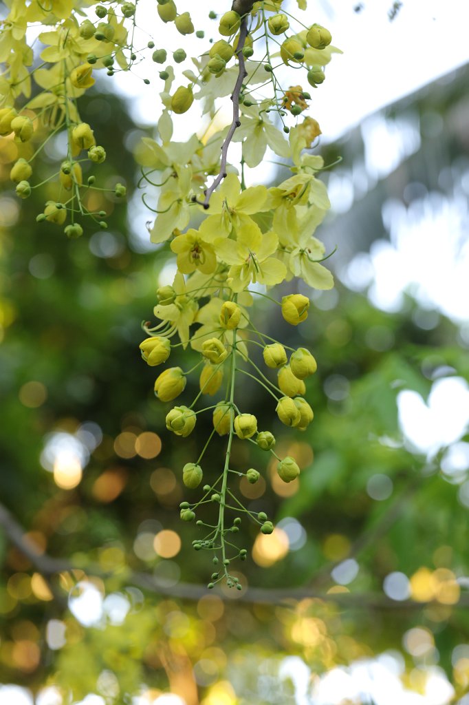 574A7076.JPG -  Cassia fistula  (golden rain tree)