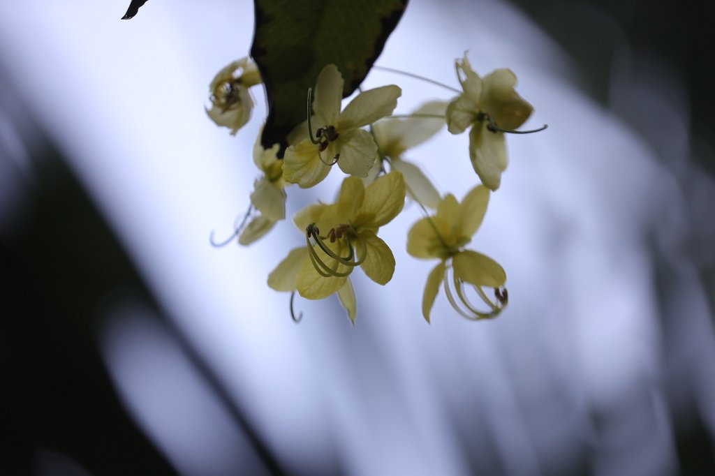 574A7081.JPG -  Cassia fistula  (golden rain tree)