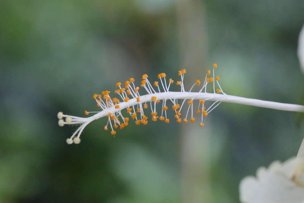 574A7102.JPG -  Hibiscus  ( Hibiskus )