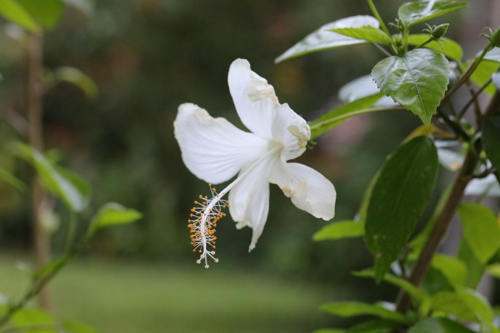 574A7103.JPG -  Hibiscus  ( Hibiskus )