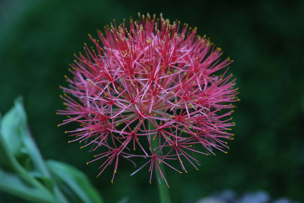 574A7130.JPG -  Scadoxus 