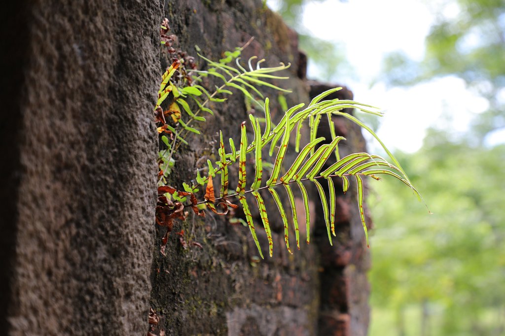 574A7735.JPG -  Mỹ Sơn  Sanctuary is an archaeological site and recognized by UNESCO as a world heritage site. From the 4th to the 14th century AD, the valley at Mỹ Sơn was a site of religious ceremony for kings of  Champa  which were also buried there. During Vietnam war many buildings were destroyed. Group B.