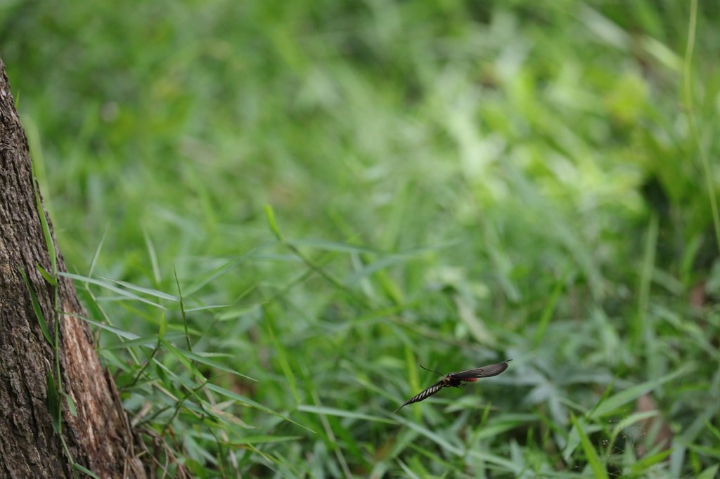 574A7817.JPG - Butterfly