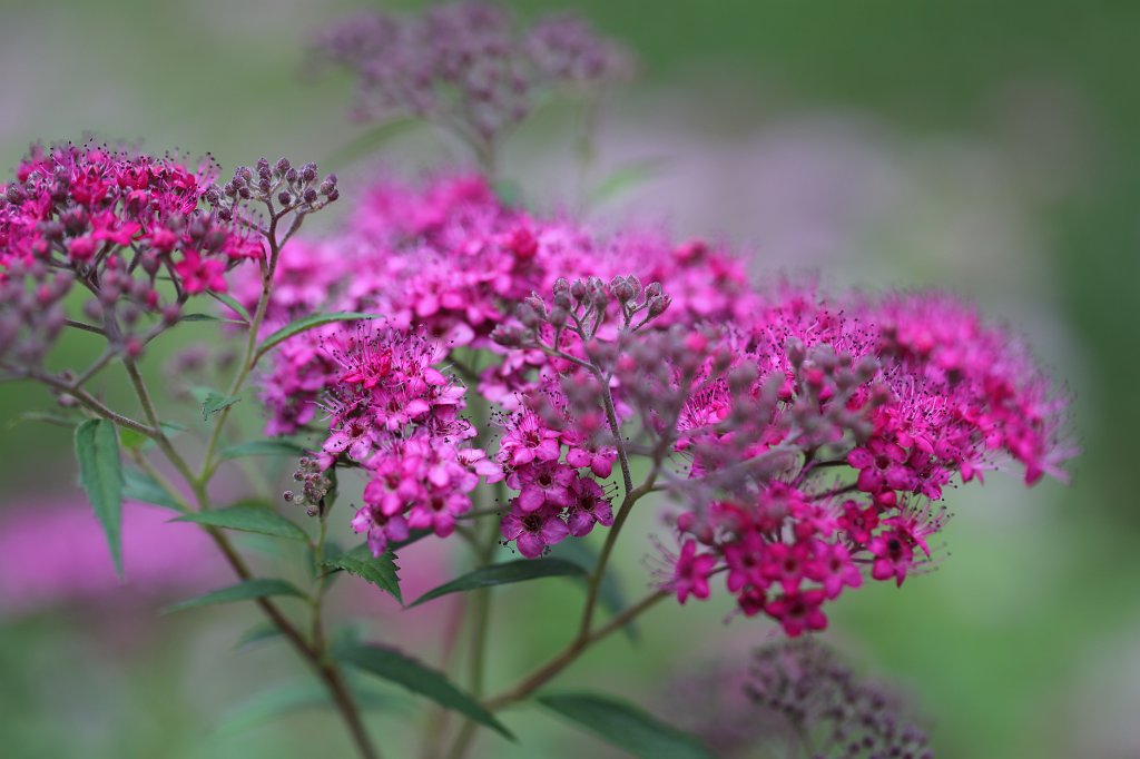 574A8537.JPG -  Spiraea Japonica  (Japanischer  Spierstrauch )