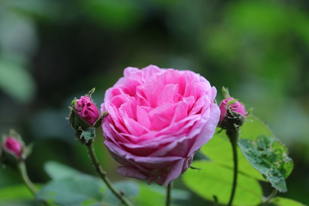 574A8586.JPG - Rose