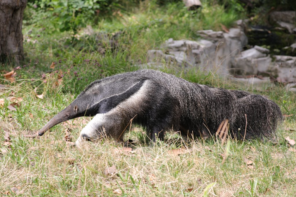 574A8651.JPG -  Giant anteater  ( Großer Ameisenbär )